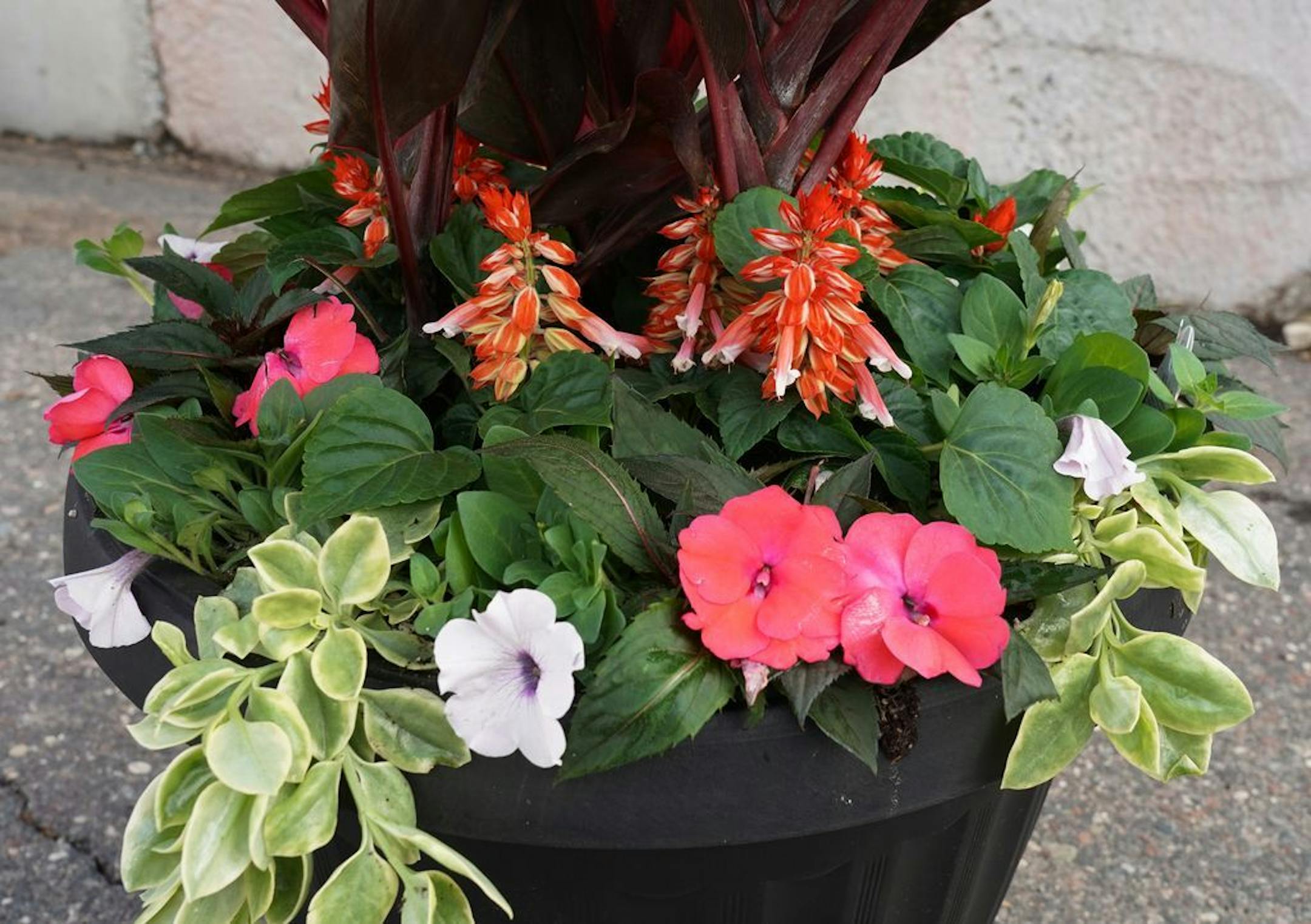 Tropical Getaway - Sunny container garden from Lynde Greenhouse & Nursery.