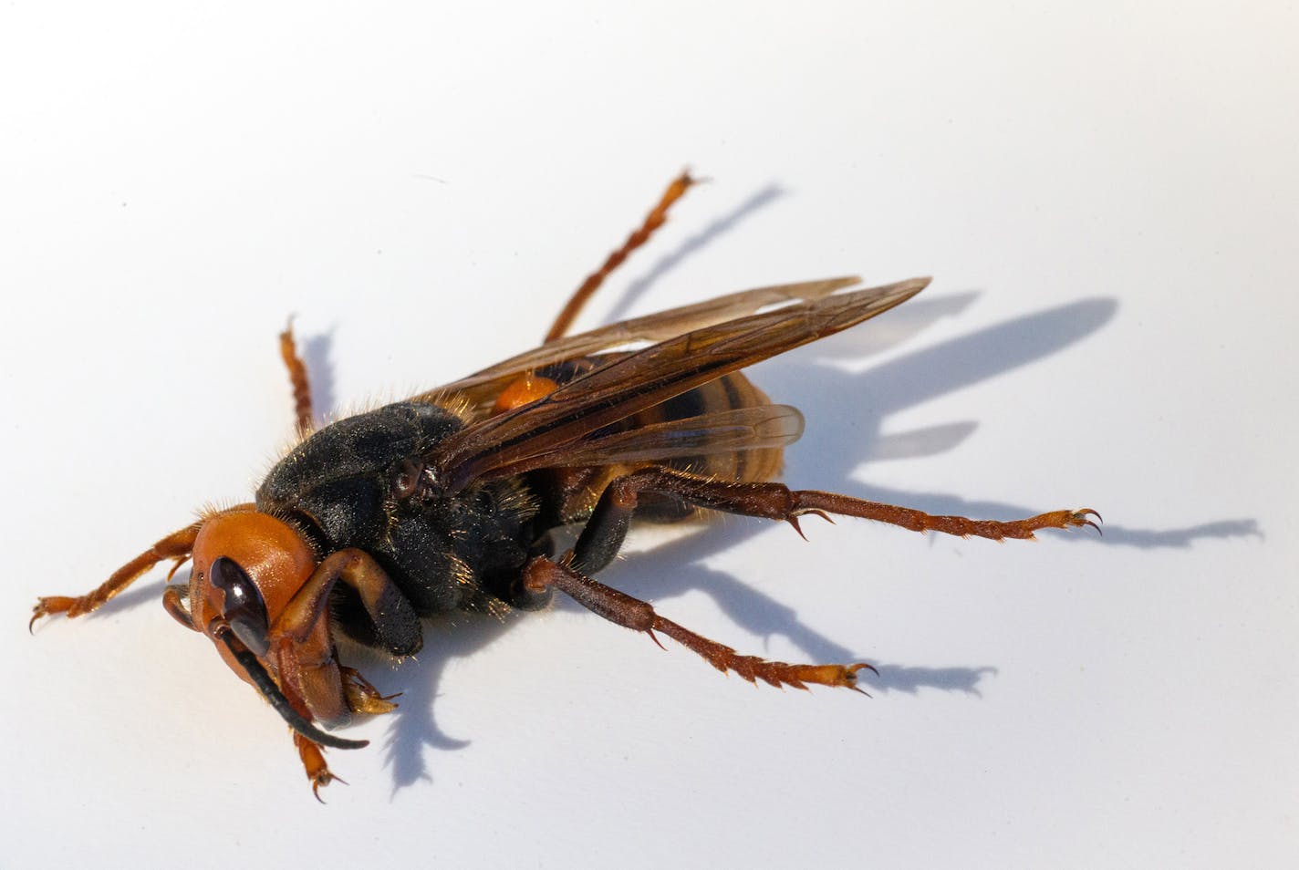 A sample specimen of a dead Asian Giant Hornet, also known as a murder hornet, on July 29, 202,0 in Bellingham, Washington. Asian giant hornets attack and destroy honeybee hives. Once established, it's feared the Asian Giant Hornet could have negative impacts on the environment, economy, and public health. (Karen Ducey/Getty Images/TNS)