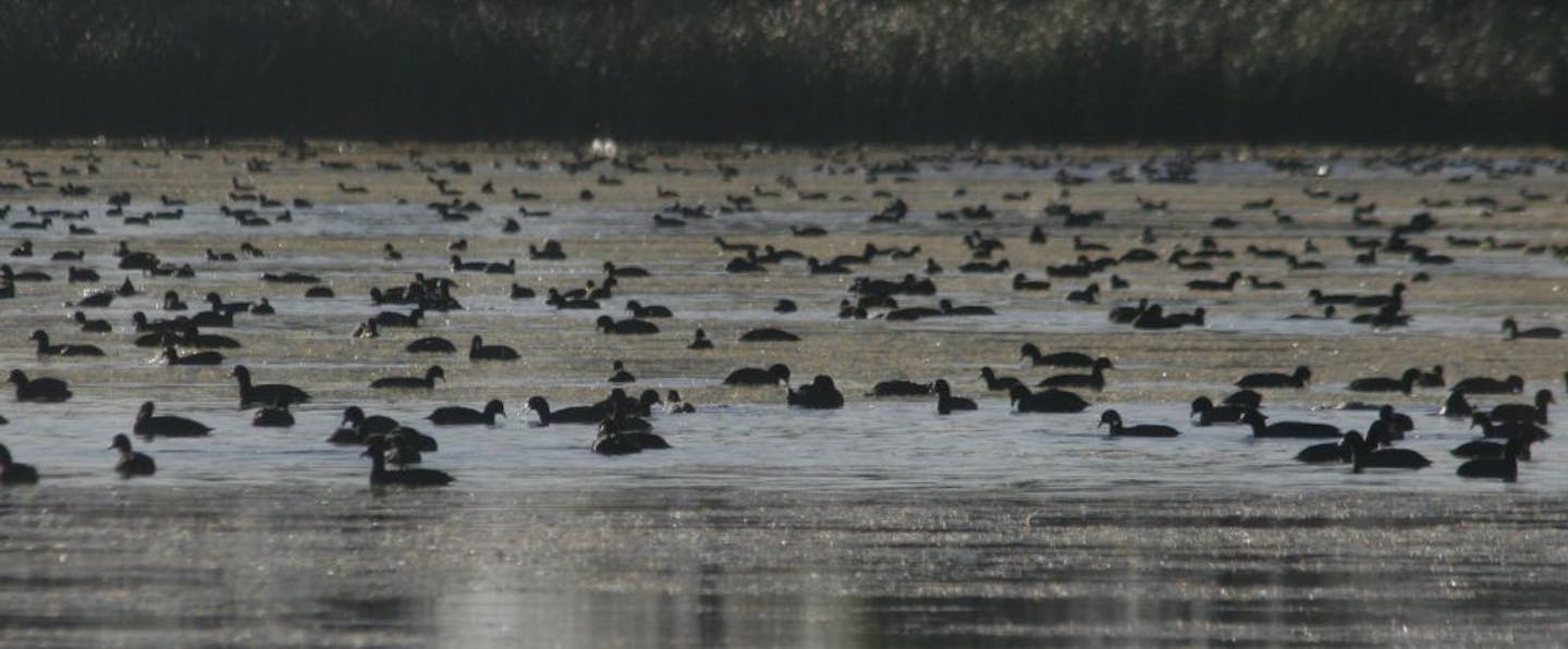 Thousands of coots fed and splashed in a revitalized Smith Lake last week, an indicator that food was plentiful. Mallards, teal, wood ducks and Canada geese also were seen on the lake.