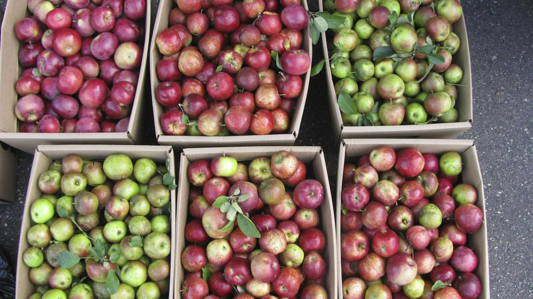 Fruits of the City's harvesting program benefits local food shelves.