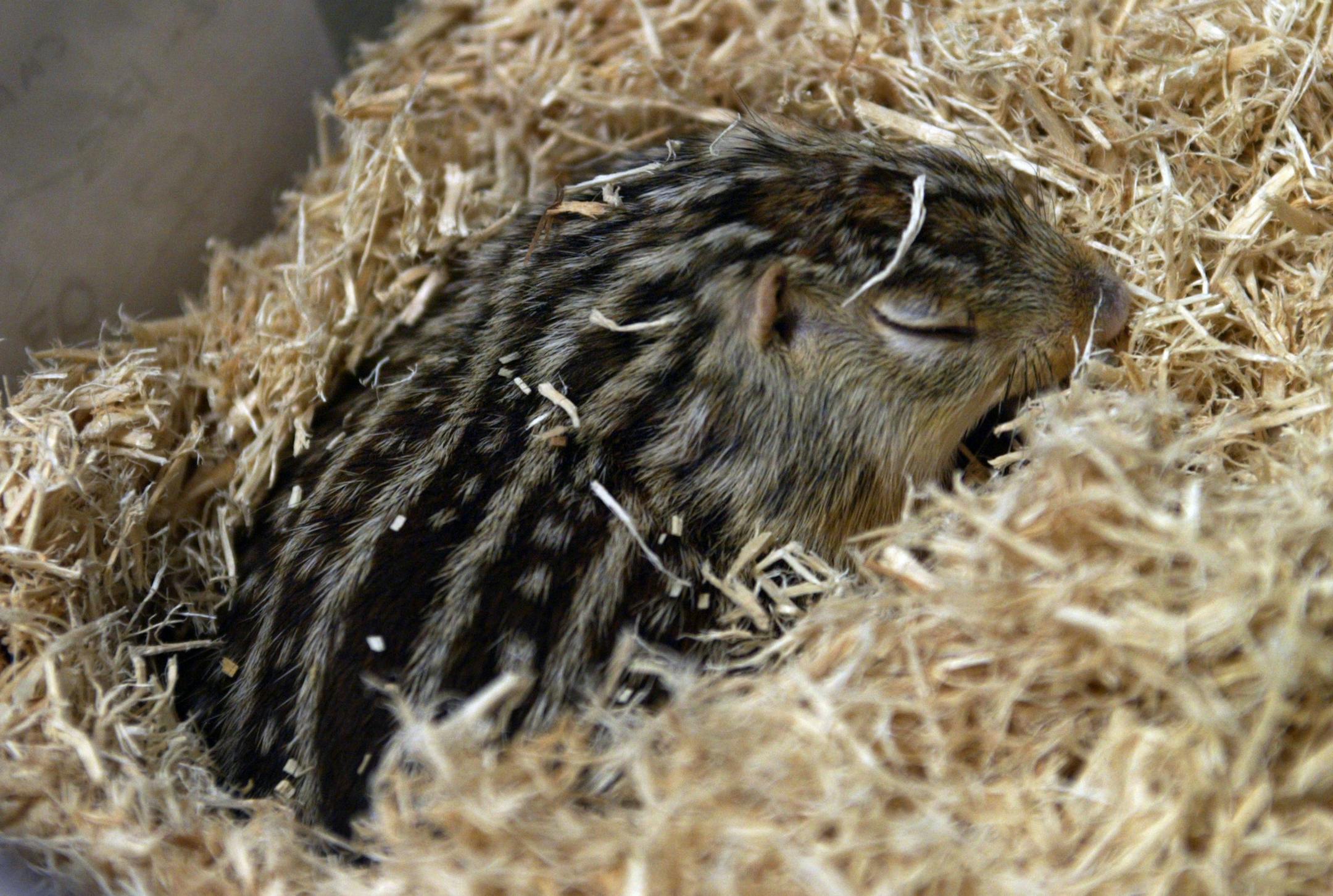 A 13-lined ground squirrel, or "gopher" as the mammal is often referred to in Minnesota, is lulled into a deep sleep as hibernation begins, brought on by the colder temperatures in a lab at the University of Minnesota in Duluth. Research on hibernation is being conducted at the university by microbiologist Matthew Andrews, assisted by several students. They are looking at the genes that some mammals use to enable the body to shut down when the weather gets cold. GENERAL INFORMATION: 9/23/03- Pix