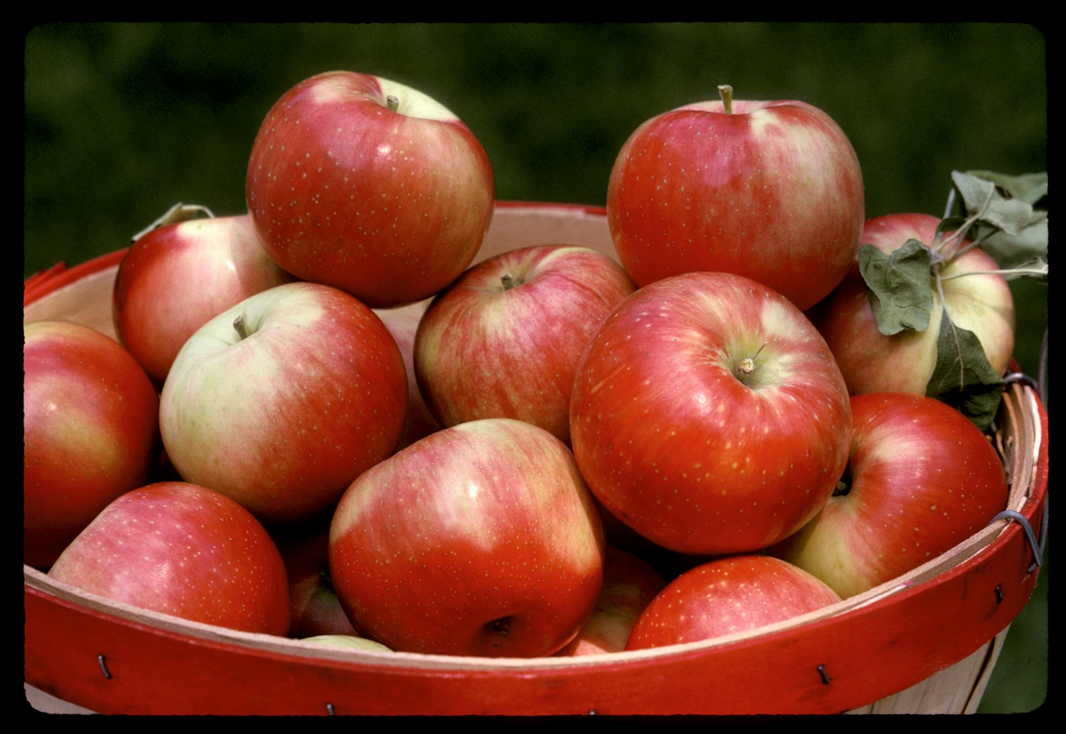 The Zestar apple was developed at the University of Minnesota.