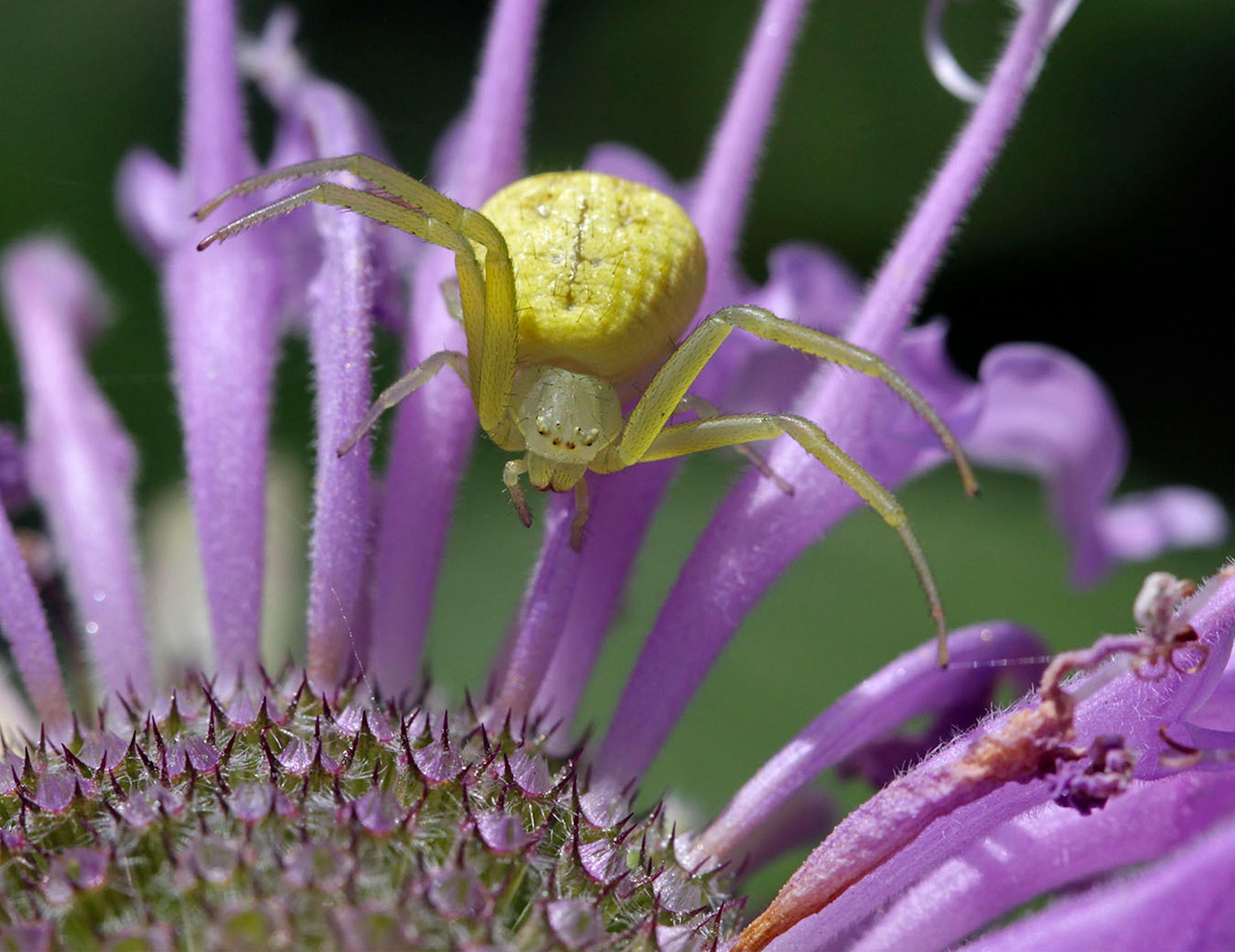 Crab spider, about the size of a dime, on a Bee Balm flower.