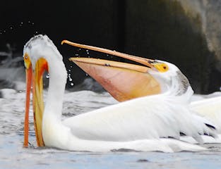 American white pelicans. Photo by Jim Williams