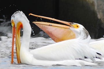 American white pelicans. Photo by Jim Williams