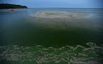 Northern waters, such as Lake Winnipeg, above, are warming, allowing harmful algae to bloom.