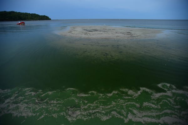Northern waters, such as Lake Winnipeg, above, are warming, allowing harmful algae to bloom.
