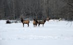 State conservation officials are detailing their strategy for expanding the range and size of Minnesota's elk population, estimated to be about 130 in