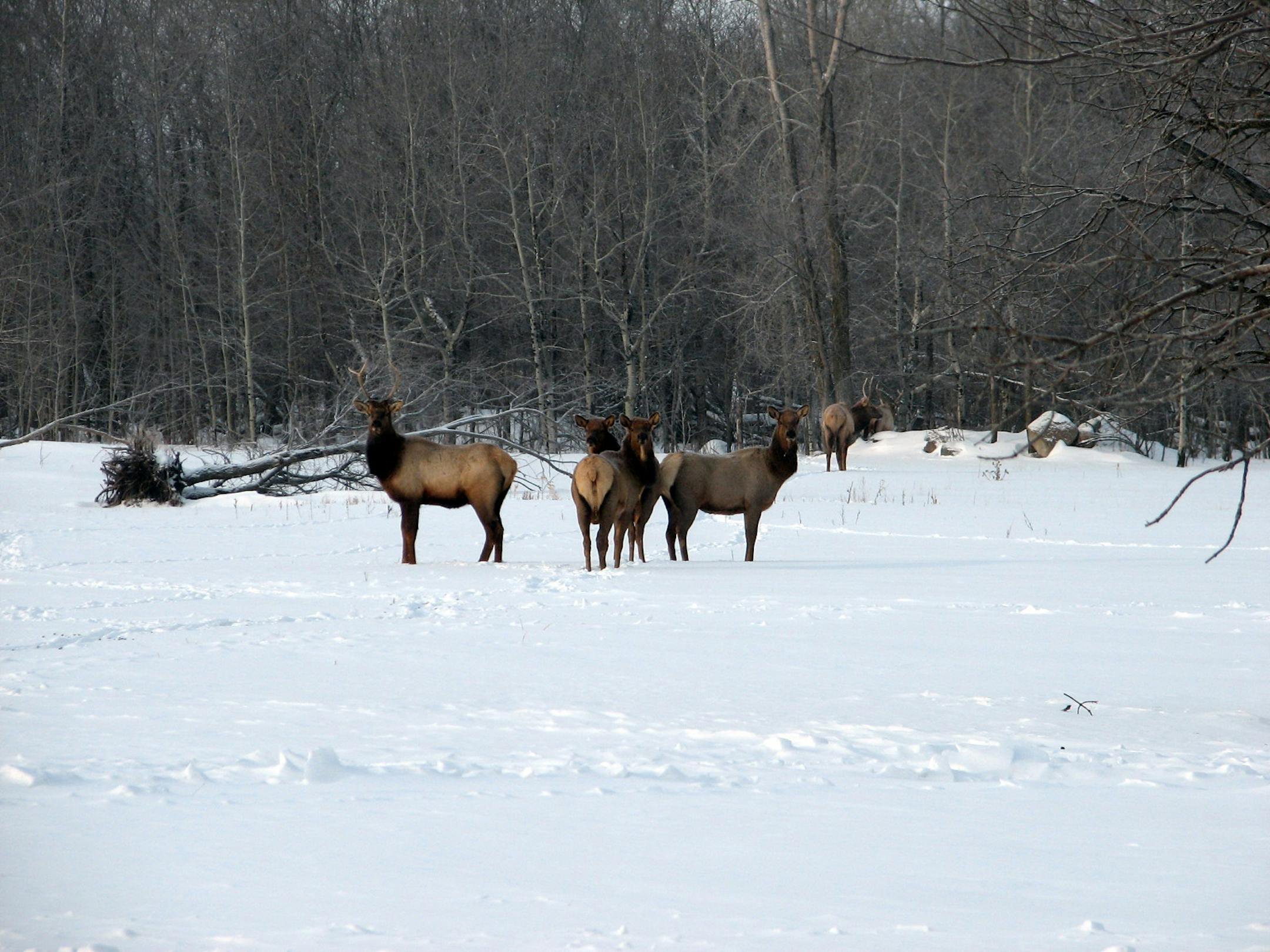 State conservation officials are detailing their strategy for expanding the range and size of Minnesota's elk population, estimated to be about 130 in three herds in the northwestern corner of the state.
