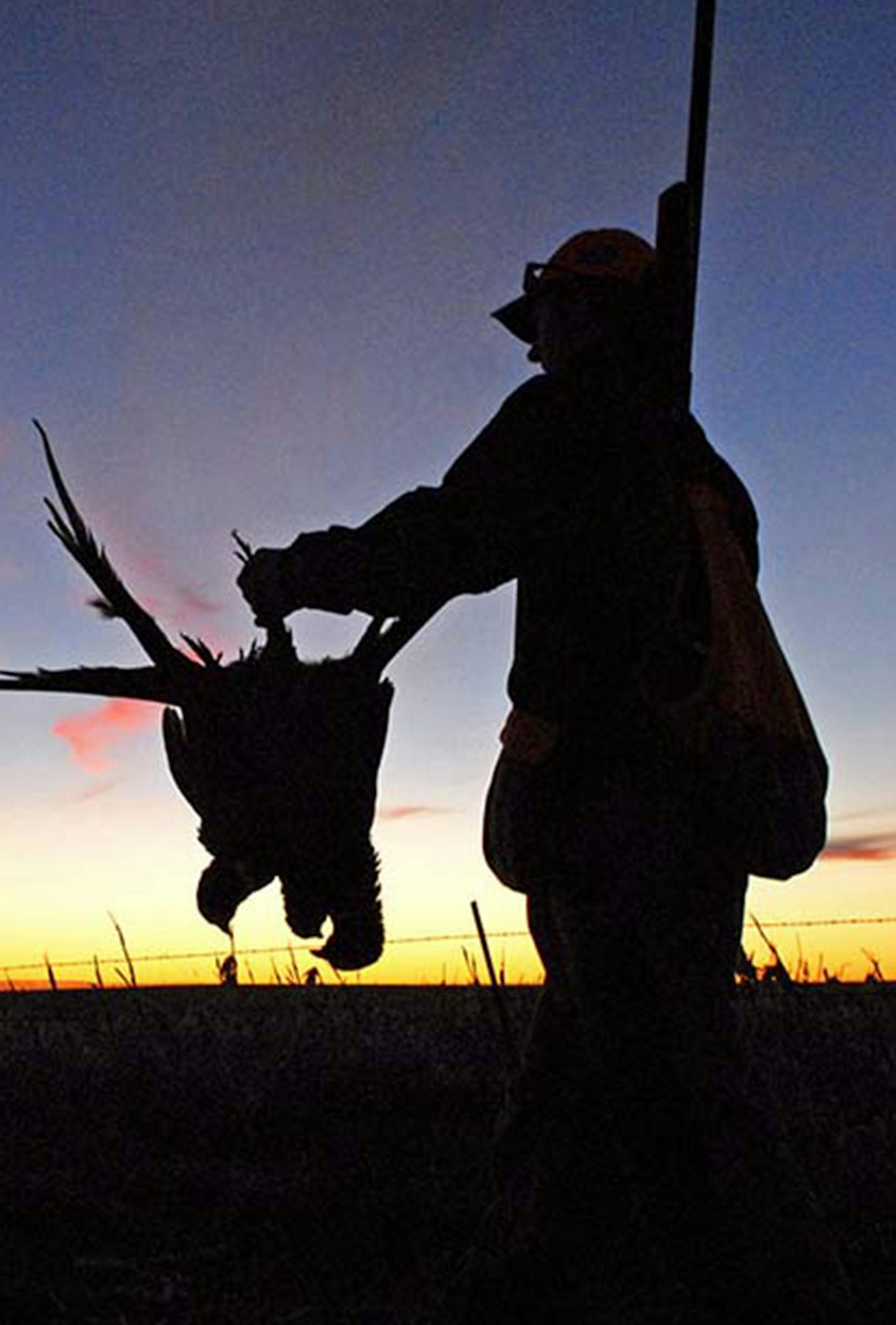 The prospect of ending a day's outing with a three-bird limit of rooster pheasants has kept tens of thousands of non-resident hunters returning to South Dakota each fall. But with a conversion of conservation acres and grasslands to row crops, the heyday of the state's ringneck hunting may be past.