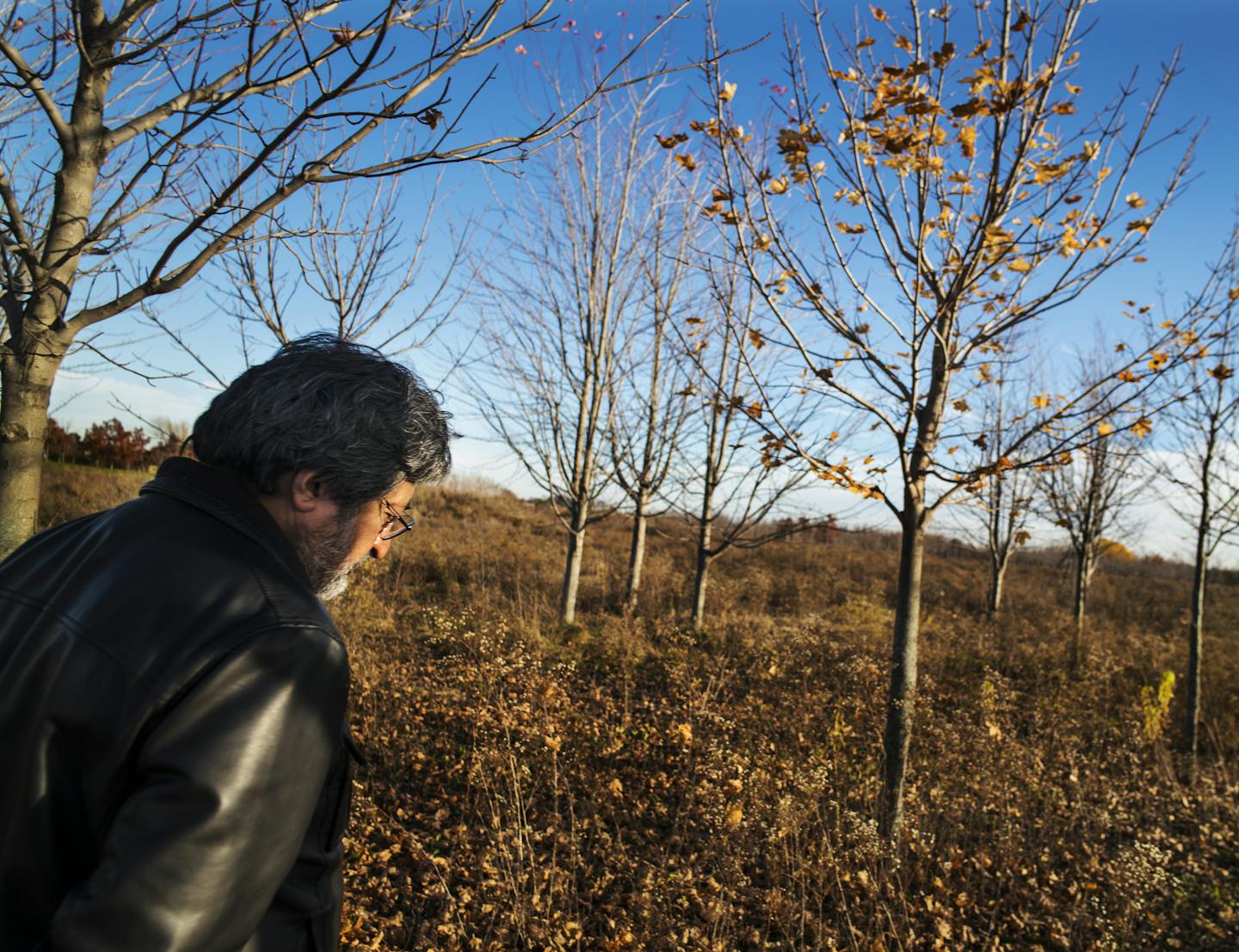 Hyde Aziz, a board member of the Al Maghfirah Cemetery Association gave a tour of the proposed Islamic cemetery in Castle Rock Township. The association has sued the township after it said the land could not be used as a cemetery. The site is a former nursery and still has planted trees such as these maples.]Richard Tsong-Taatarii/rtsong-taatarii@startribune.com