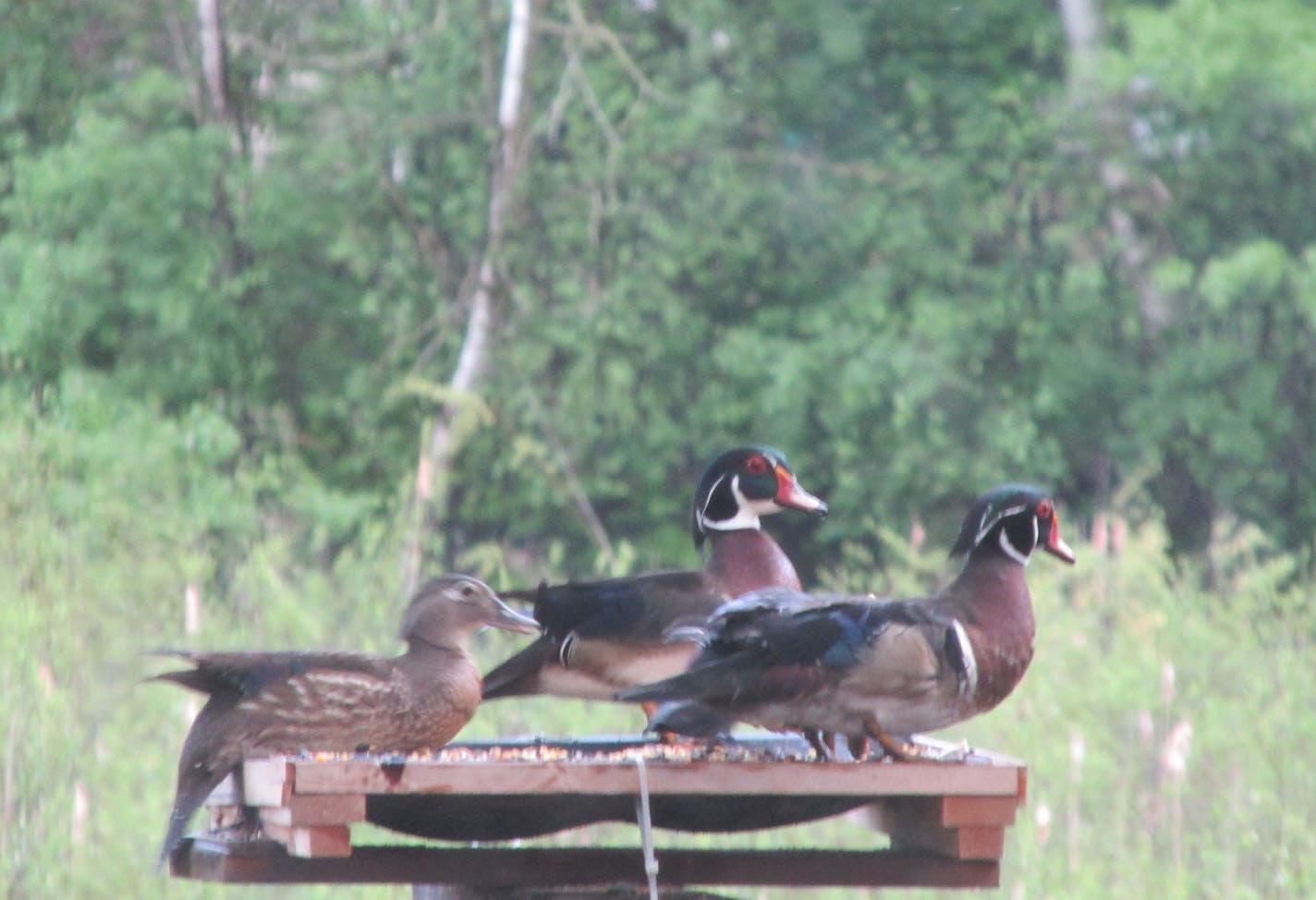 wood ducks getting their fill at our feeder