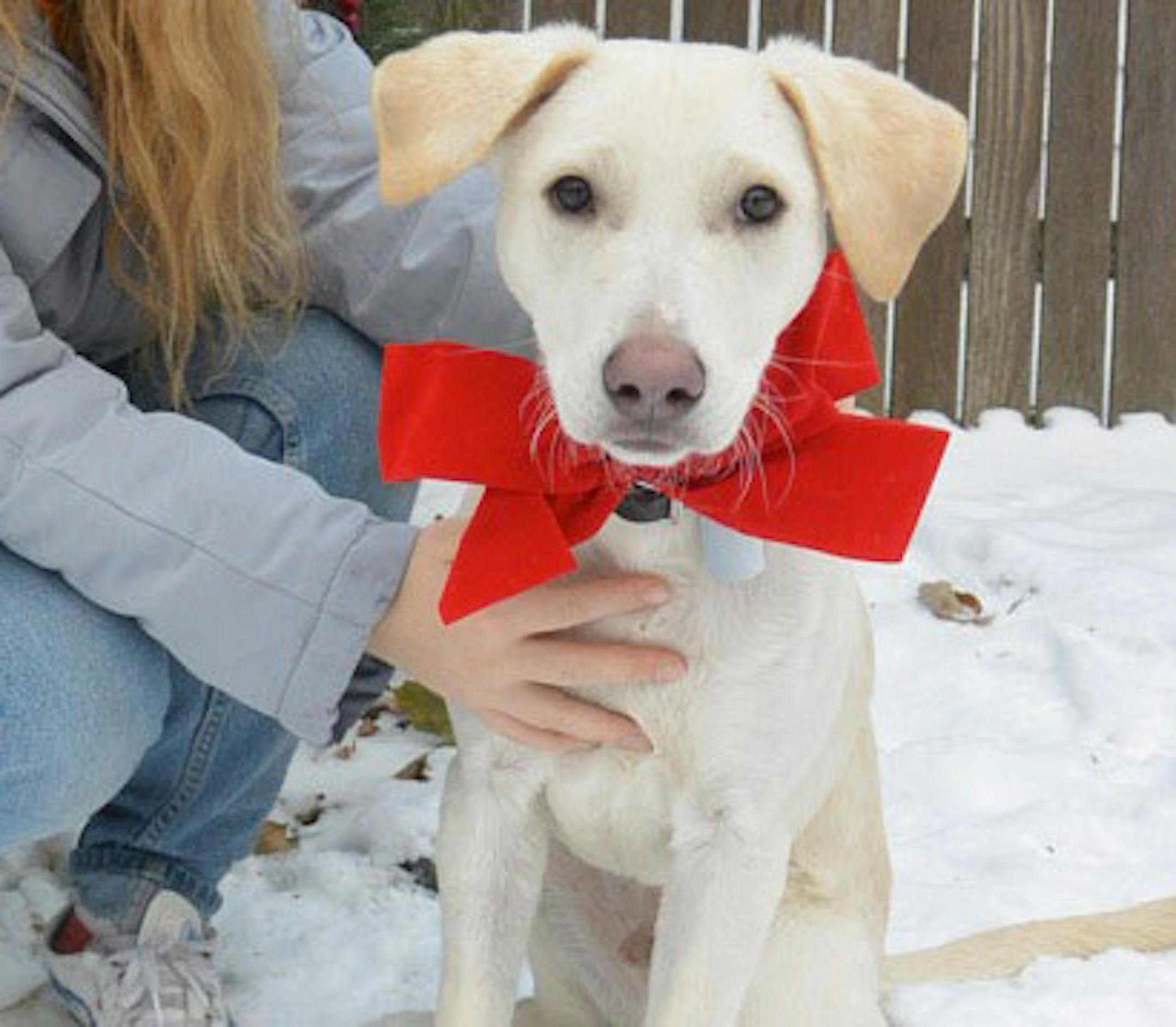 Birch the dog, all decked out for his first Christmas.