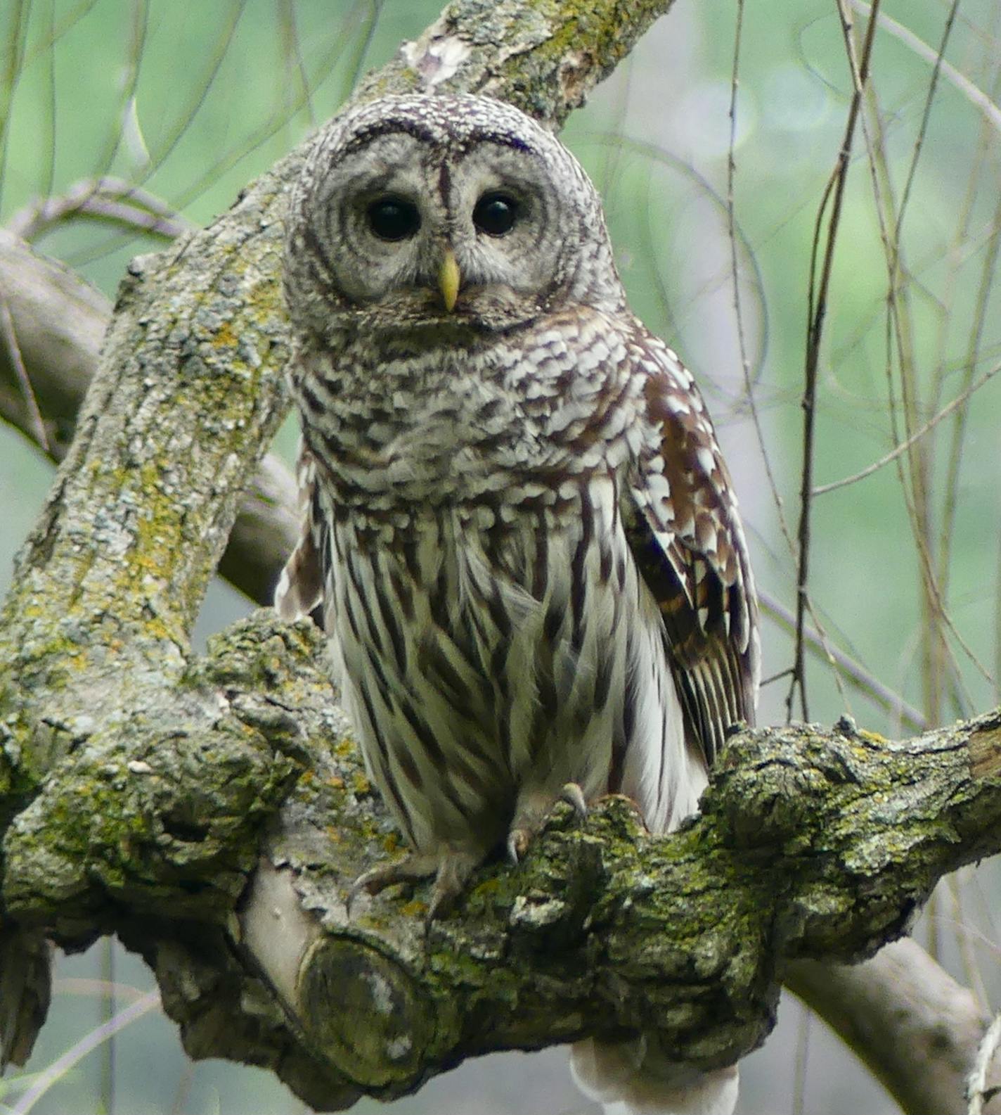 .Barred owl [Photo by Leanne Phinney] ONE-TIME USE ONLY with Val's column