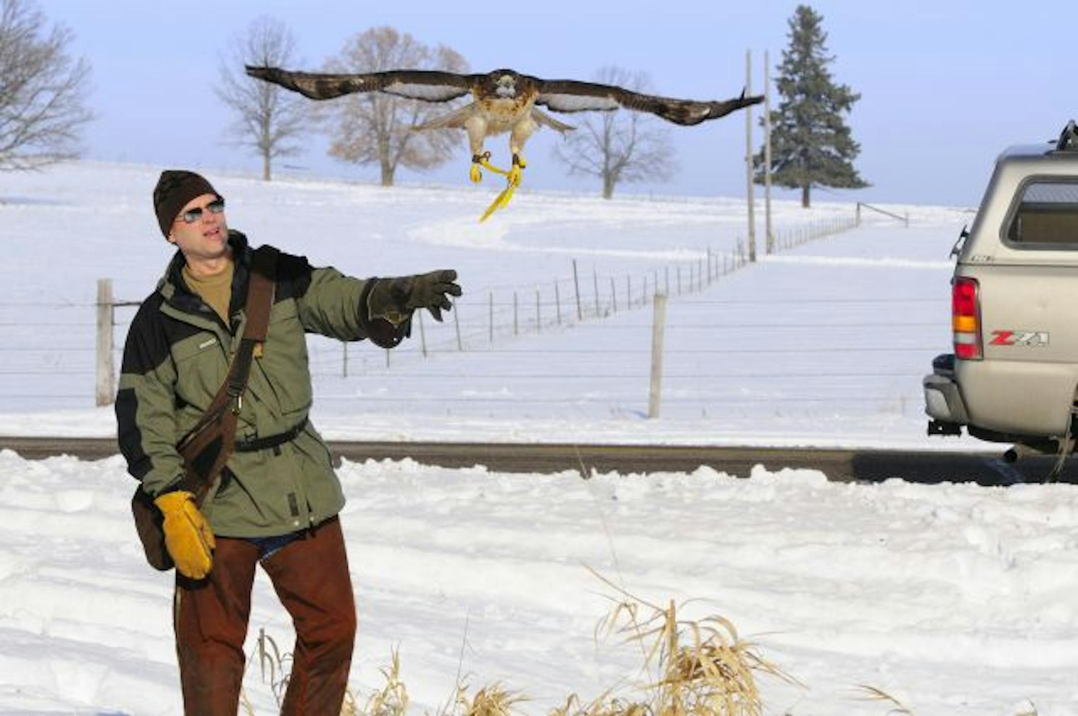 Falconer Grant Anderson cast his red-tailed hawk Abbey during a recent for snowshoe hares.