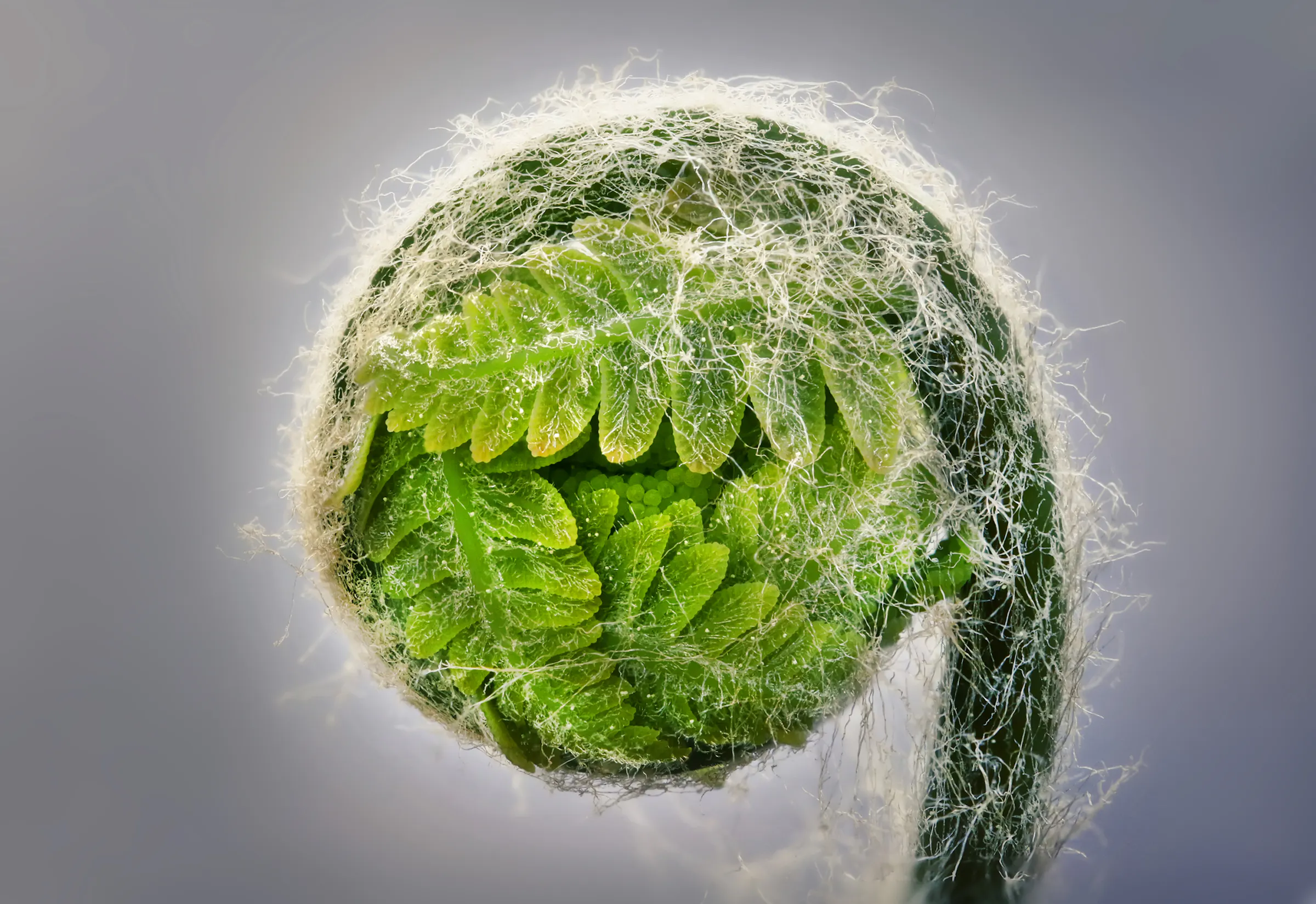 Finding ferns in Minnesota as they unfurl in fancy spiral formations