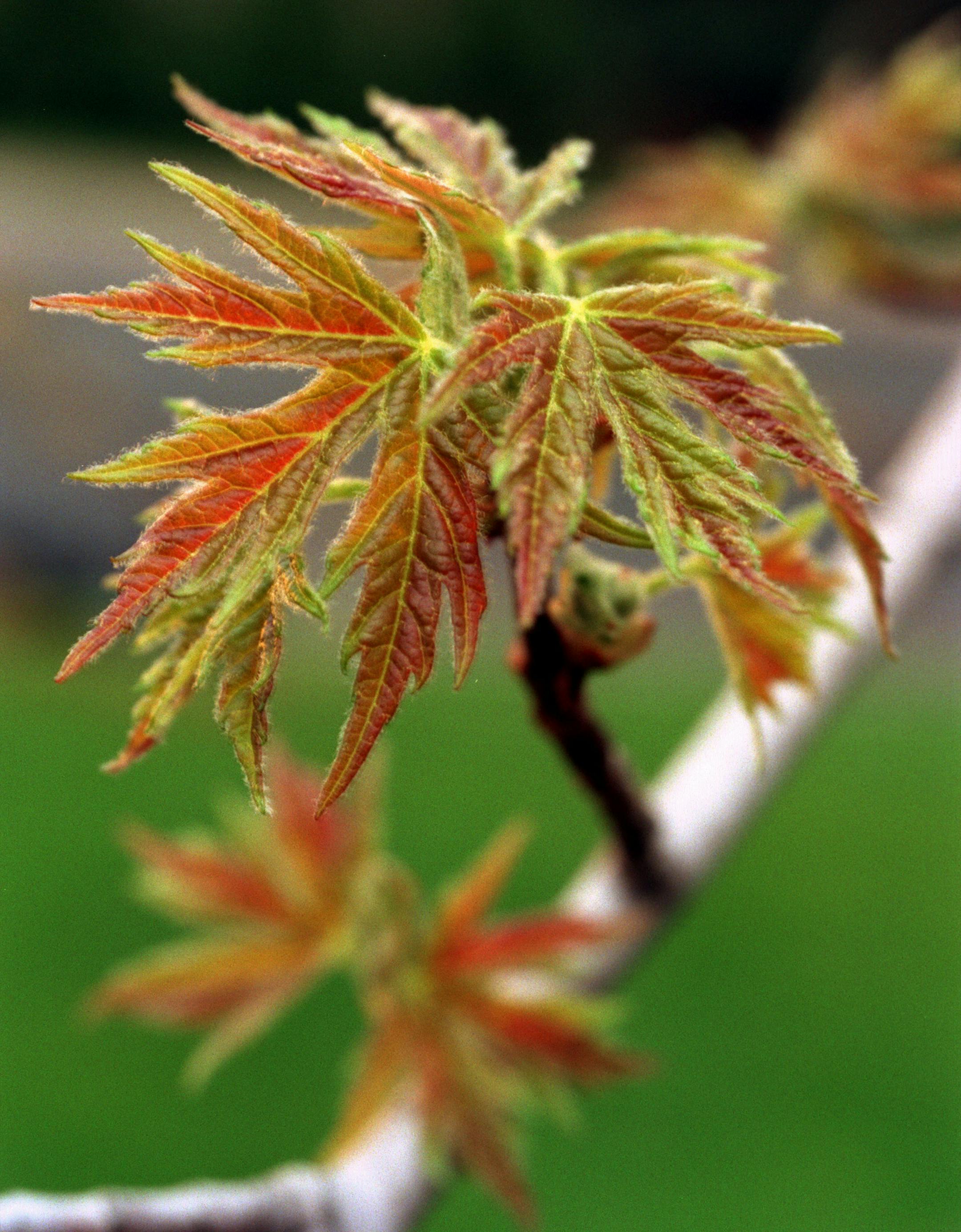Silver maples are fast growers, but they are prone to storm damage, produce messy seeds and have large surface roots.