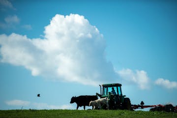 In this file photo, a Glenwood, Minn., farmer uses a tractor to bail hay on a field used for rotational grazing. 