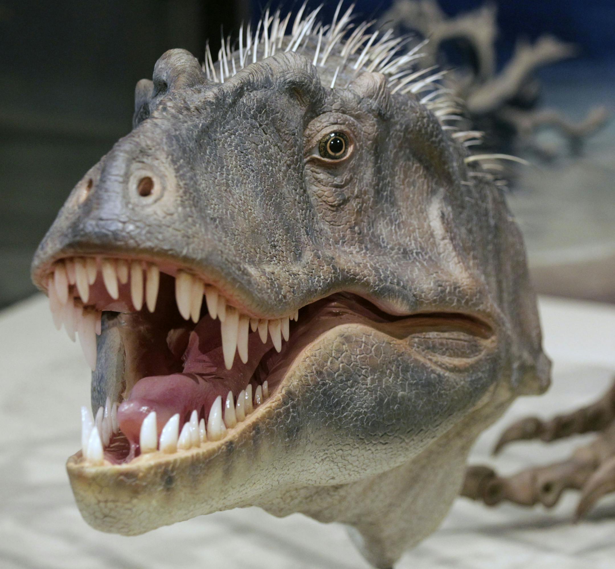 Realistic model derived from actual skull bones of a new species of tyrannosaur unearthed in Grand Staircase-Escalante National Monument in southern Utah is revealed at the Utah Museum of Natural History Museum in Salt Lake City, Wednesday, Nov. 6, 2013. Paleontologists unveiled a new dinosaur discovered four years ago that proves giant tyrant dinosaurs like the Tyrannosaurus rex were around 10 million years earlier than previously believed. (AP Photo/The Salt Lake Tribune, Al Hartmann)