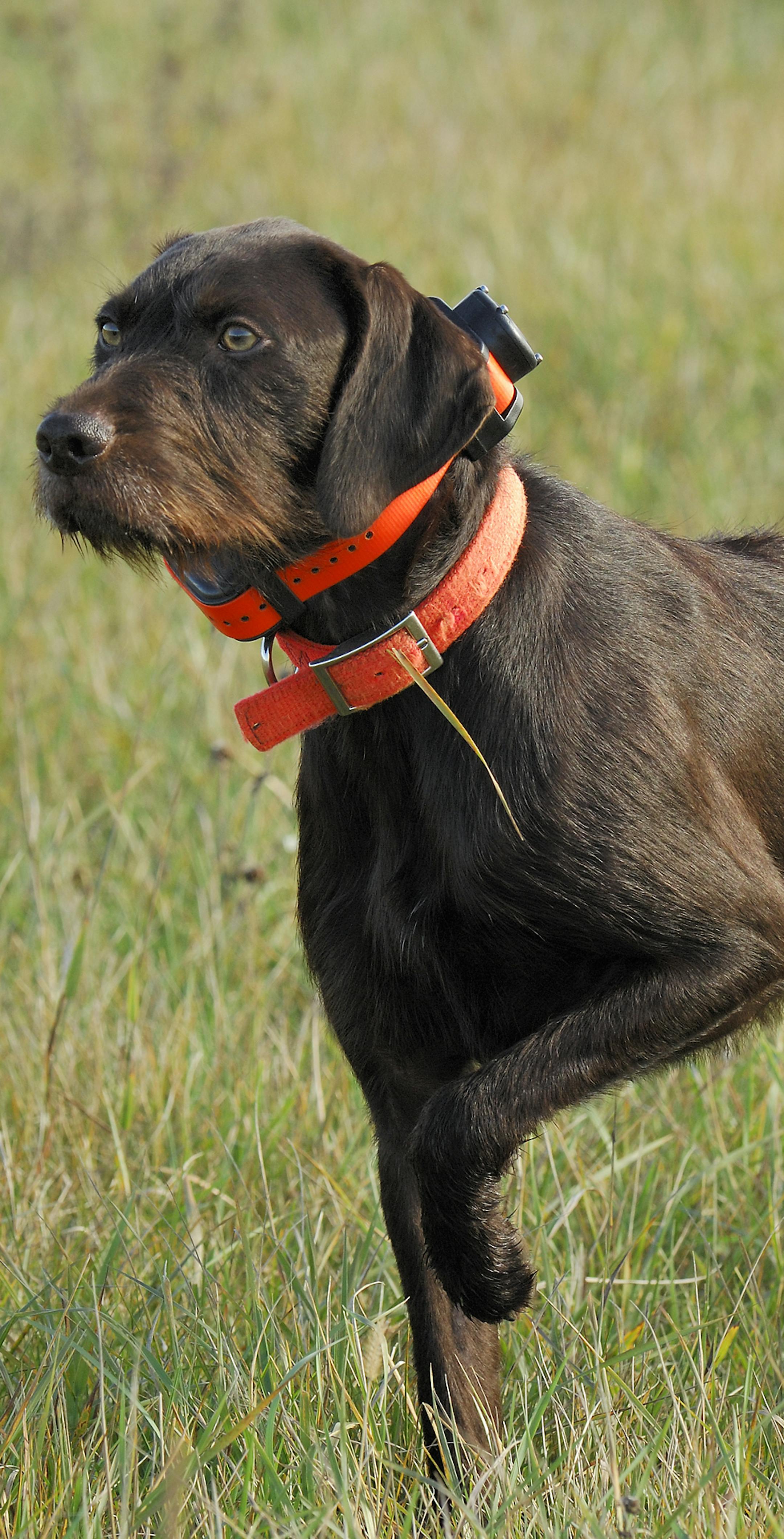 If this dog, a pudelpoiner, is focusing on black and white fur instead of feathers, hopefully the dog's owner will be prepared with a skunk deodorizing kit.