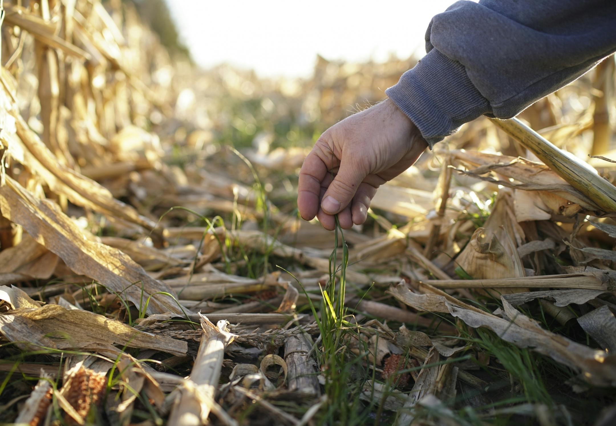 Martin Larsen showed the cover crop of rye grass that remains after he harvested the corn from the land he farms near Byron.