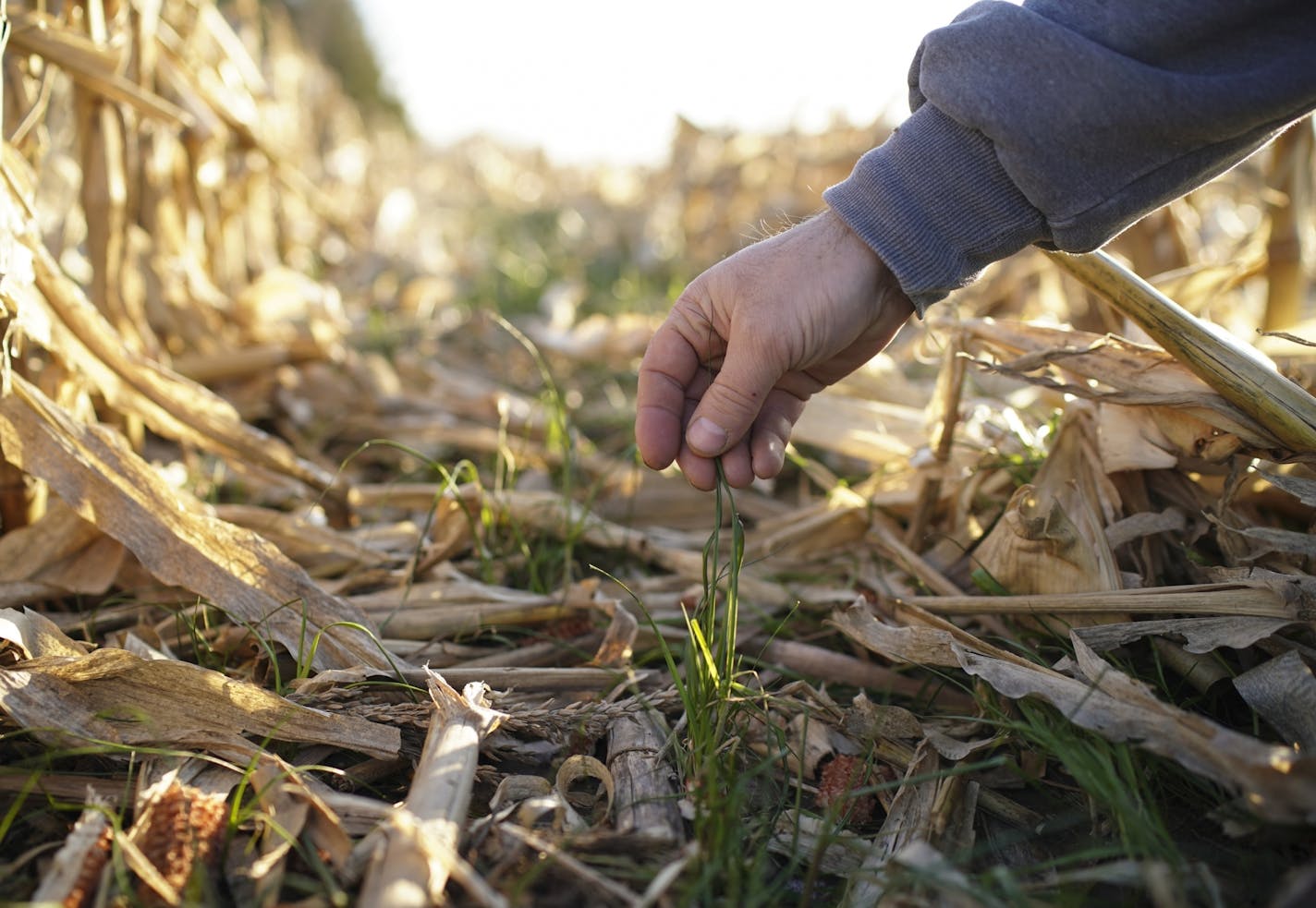 Martin Larsen showed the cover crop of rye grass that remains after he harvested the corn from the land he farms near Byron.