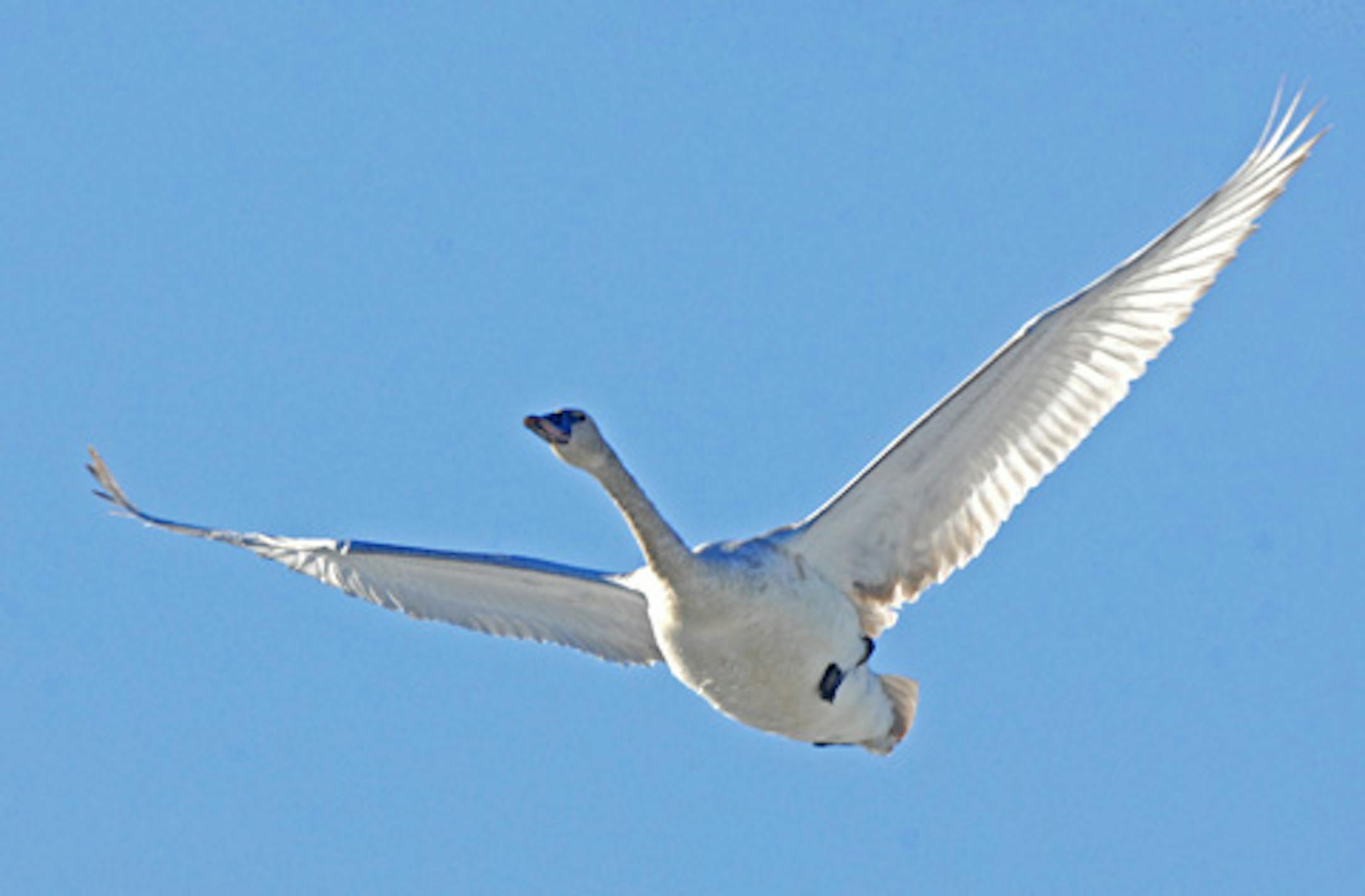 Trumpeter swans have not yet been frozen out of the north country, and in some backwaters along the Minnesota-Wisconsin border are plentiful.