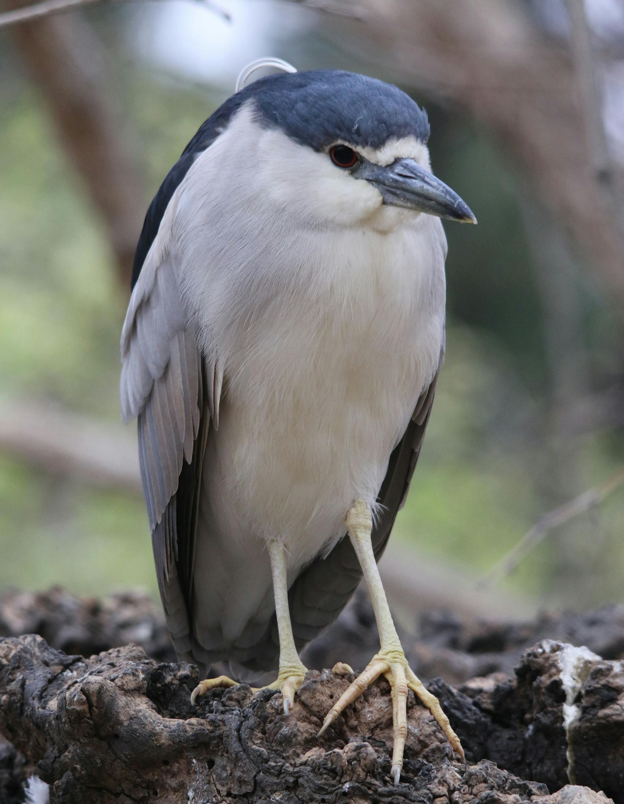 Photo by Craig Millard, Special to the Star Tribune Unlike their more elegant heron cousins, night herons are short-legged and stocky.