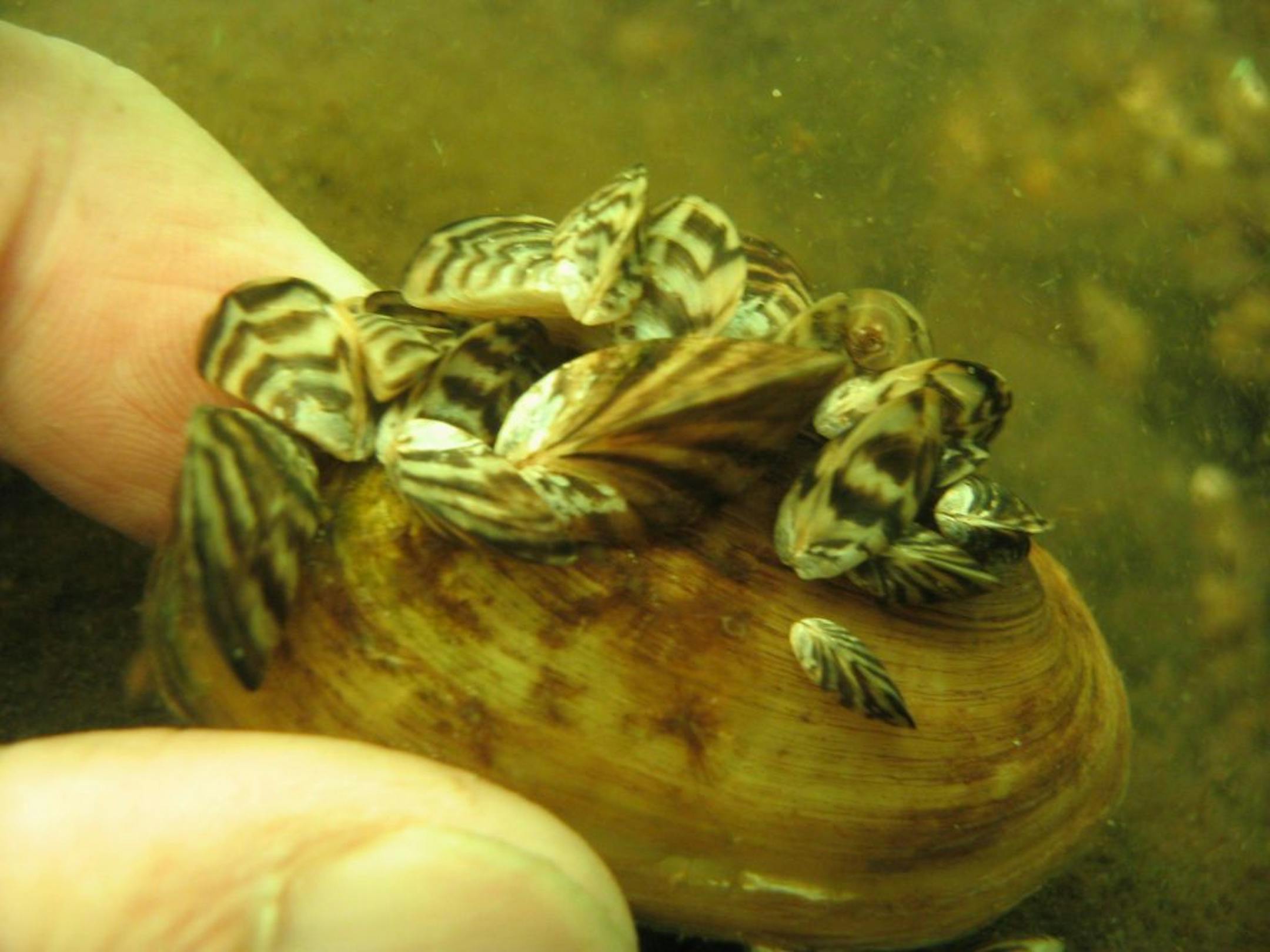 Zebra mussels in Lake Mille Lacs have attached themselves to this native mussel.