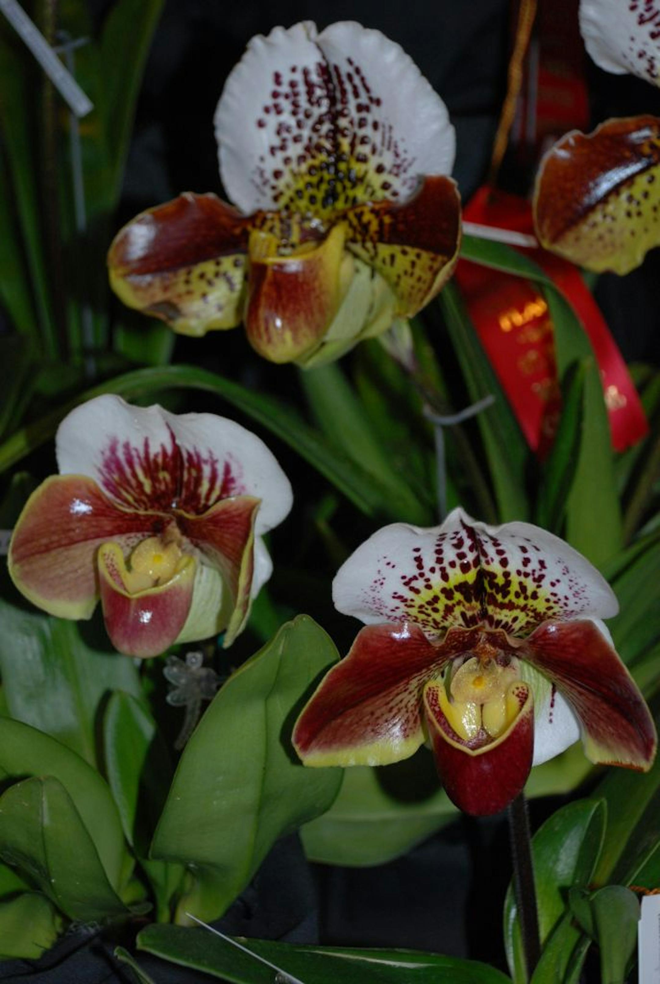 Saint Paul Winter Carnival Orchid Show, provided by City of St. Paul