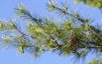 In this photo provided by Songlin Fei, Purdue University, taken May 16, 2017, an Eastern white pine tree. Eastern white pine trees in the U.S. have mo