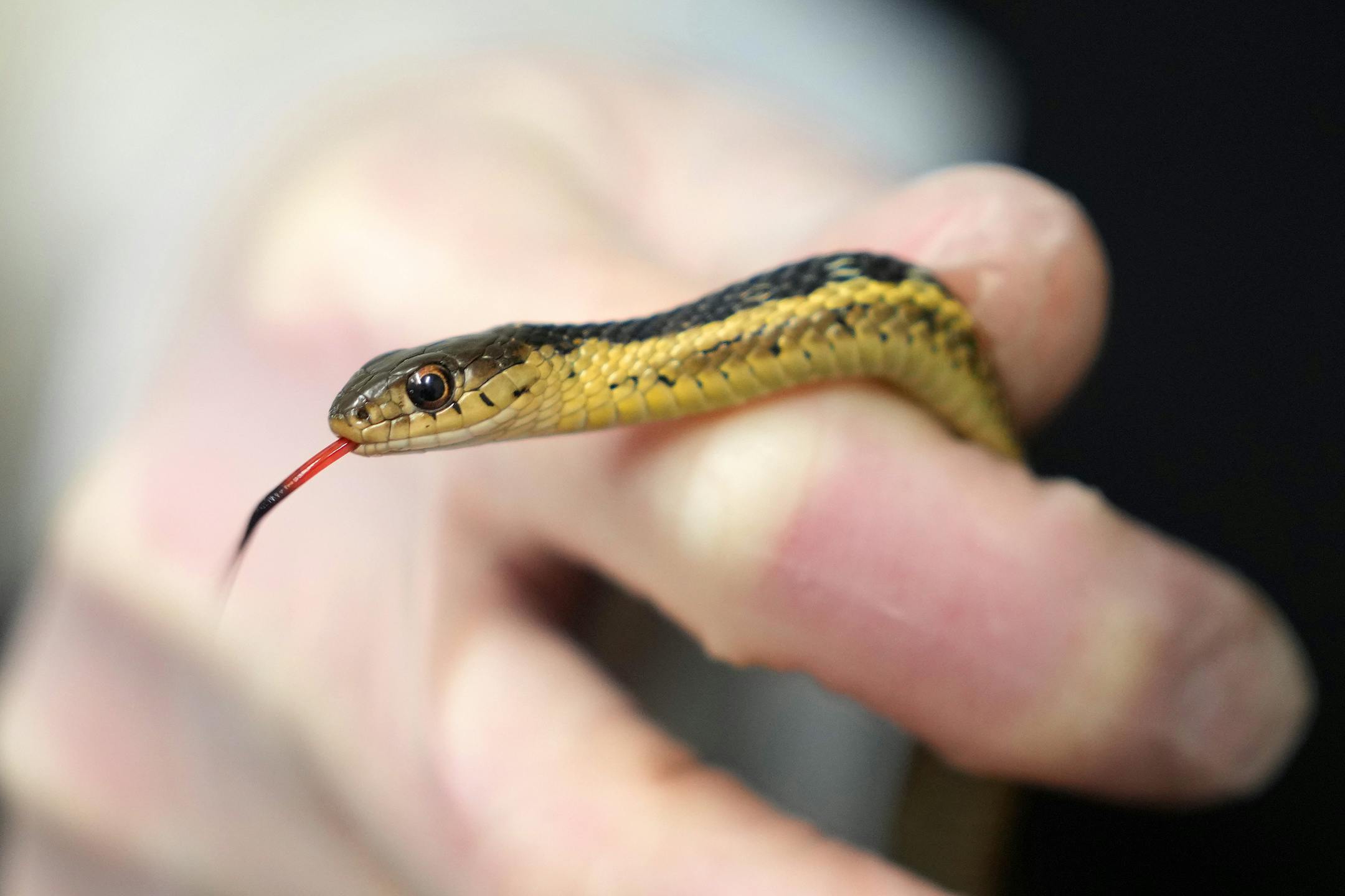 Dr. Miranda Torkelson handled a garter snake that tried to winter in a residence.