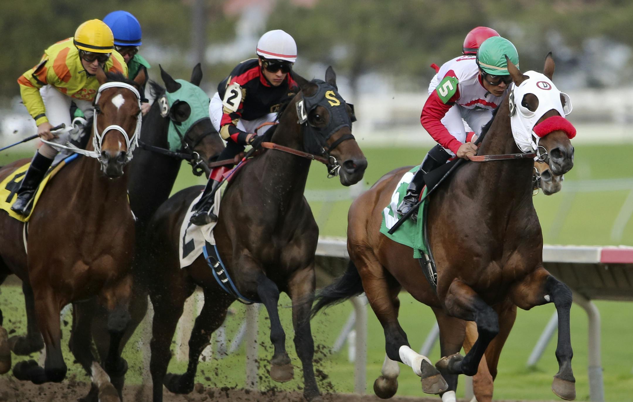 In the evening's first race jockey Jorge Carreno rode Ella's Kitten from start to finish in the lead for the win in the Canterbury Park Claiming during opening night at Canterbury Park Friday, May 16, 2014, in Shakopee, MN.](DAVIDJOLES/STARTRIBUNE) djoles@startribune Opening night at Canterbury Park Friday, May 16, 2014, in Shakopee, MN**Jorge Carreno,cq ORG XMIT: MIN1405162032090453