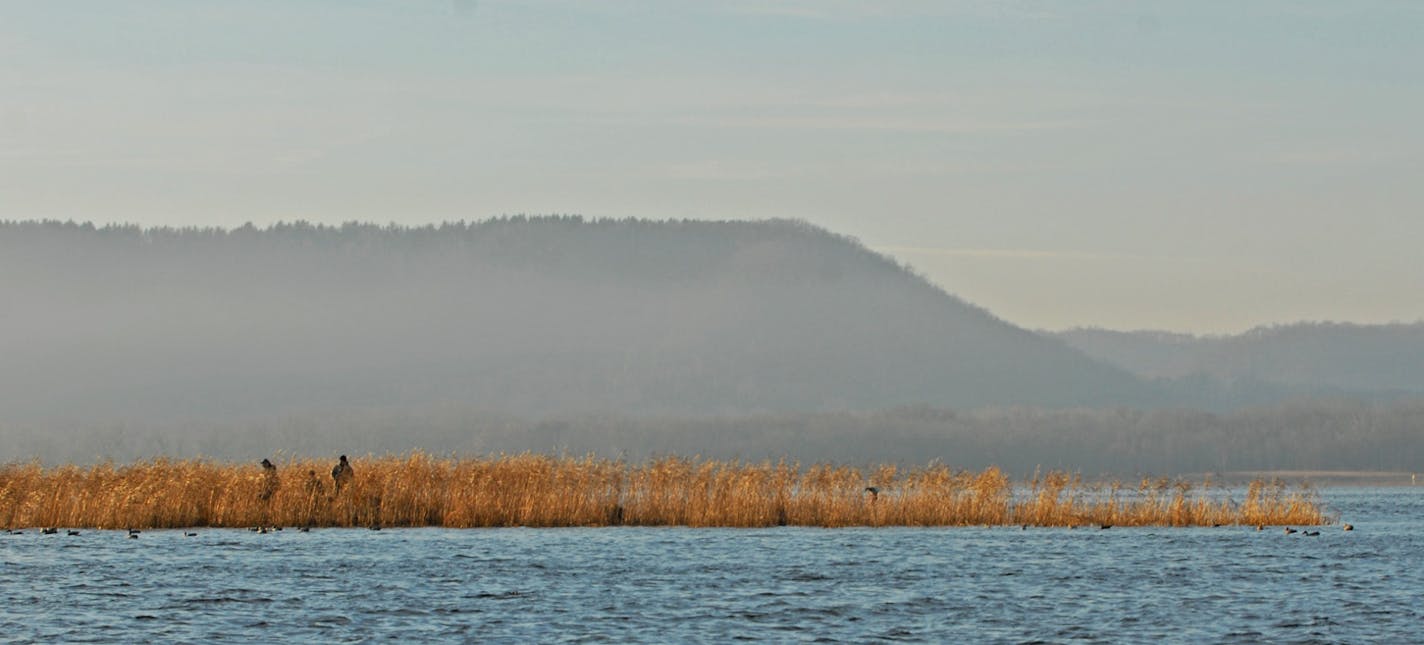 Hunters hunker in fragmites and other cover wait patiently Tuesday for ducks to arrive near the Upper Mississippi River National Wildlife and Fish Refuge near Weaver, Minn.