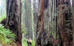 In this May 3, 2014 photo, Gay Urness and Deborah Achor look up at a large redwood on the James Irvine Trail in Prairie Creek Redwoods State Park in n