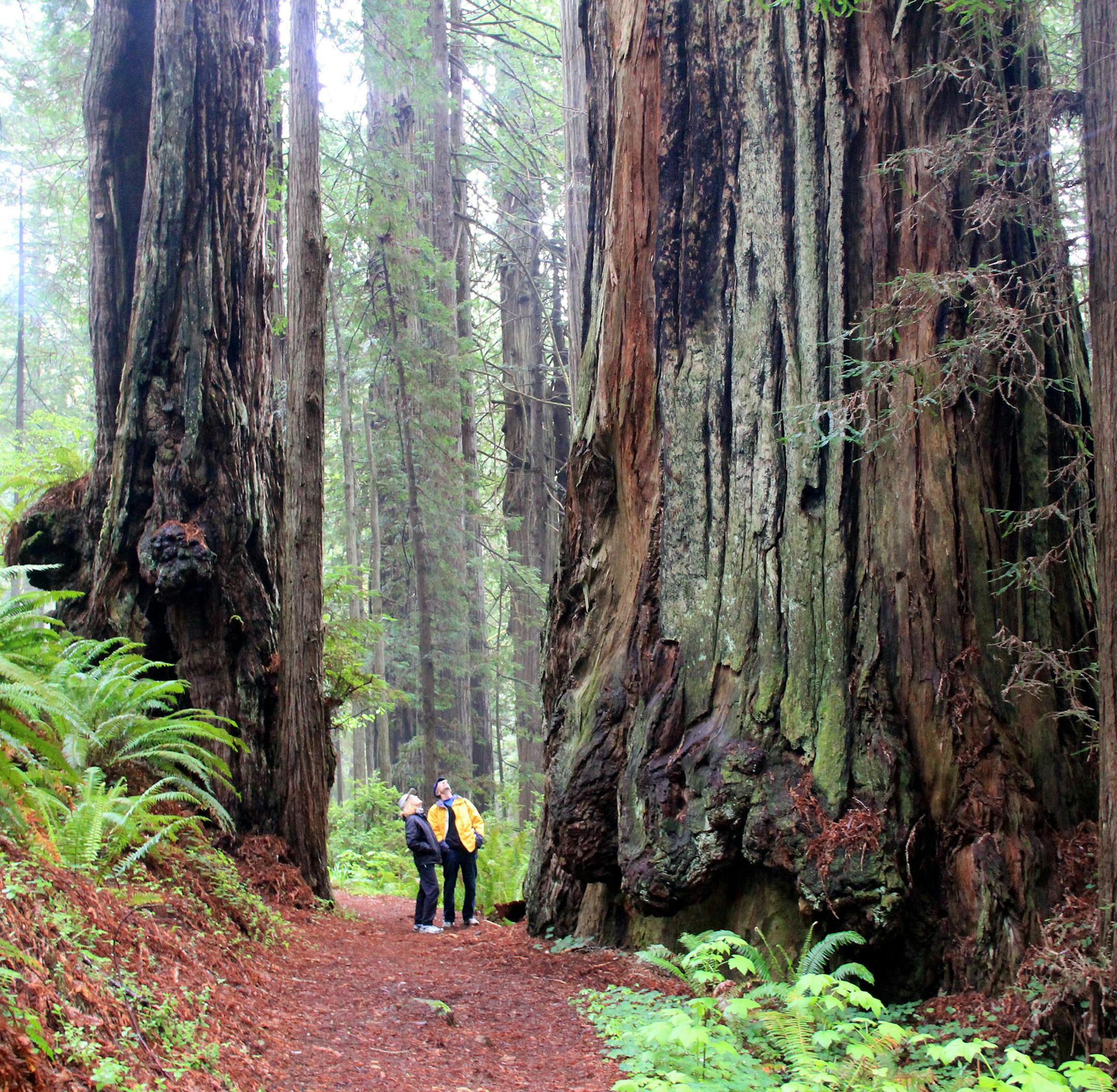 In this May 3, 2014 photo, Gay Urness and Deborah Achor look up at a large redwood on the James Irvine Trail in Prairie Creek Redwoods State Park in northwest California. Located in the heart of northwest California's redwood empire, Prairie Creek is a place that blends 300-foot trees, coastal canyons, sandy beach and roaming herds of Roosevelt Elk in a destination 50 miles south of the Oregon and California border. Known as the best overall hike in the redwoods, and among the best on the West C