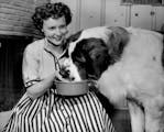 October 15, 1954 Betty White, star of DuMont's "Life with Elizabeth" show, has just about enough time to feed her huge St. Bernard, "Stormy," before d