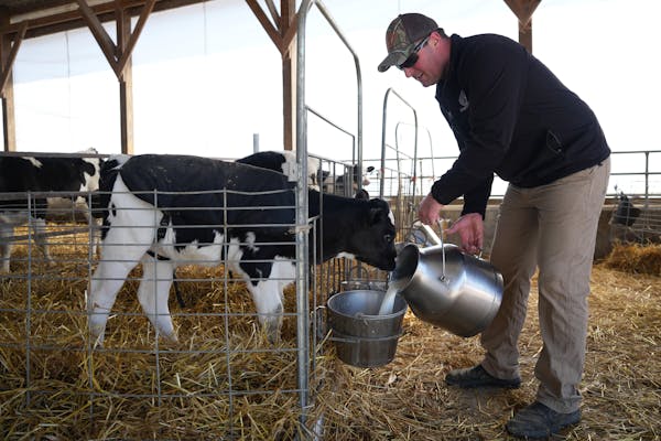 Casey O’Reilly fed calves by hand at his dairy, O’Reilly Organic Dairy, on March 23 in Red Wing.