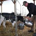 Casey O’Reilly fed calves by hand at his dairy, O’Reilly Organic Dairy, on March 23 in Red Wing.