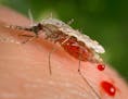 This photo provided by the Centers for Disease Control and Prevention (CDC ) shows a feeding female Anopheles stephensi mosquito crouching forward and