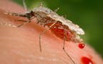 This photo provided by the Centers for Disease Control and Prevention (CDC ) shows a feeding female Anopheles stephensi mosquito crouching forward and