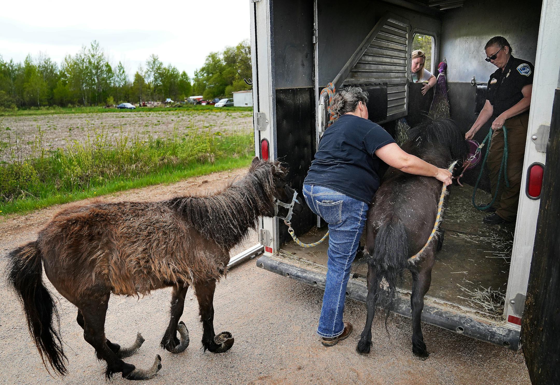 Animal Human Society agent Amanda Oquist, right, works to load into a horse trailer one of two surrendered Shetland ponies that the owner was no longer able to take care of.