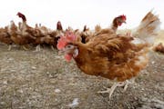 Egg-laying chicken operations around the country have reported millions of deaths due to bird flu in the past two months.