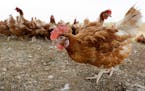 Egg-laying chicken operations around the country have reported millions of deaths due to bird flu in the past two months.