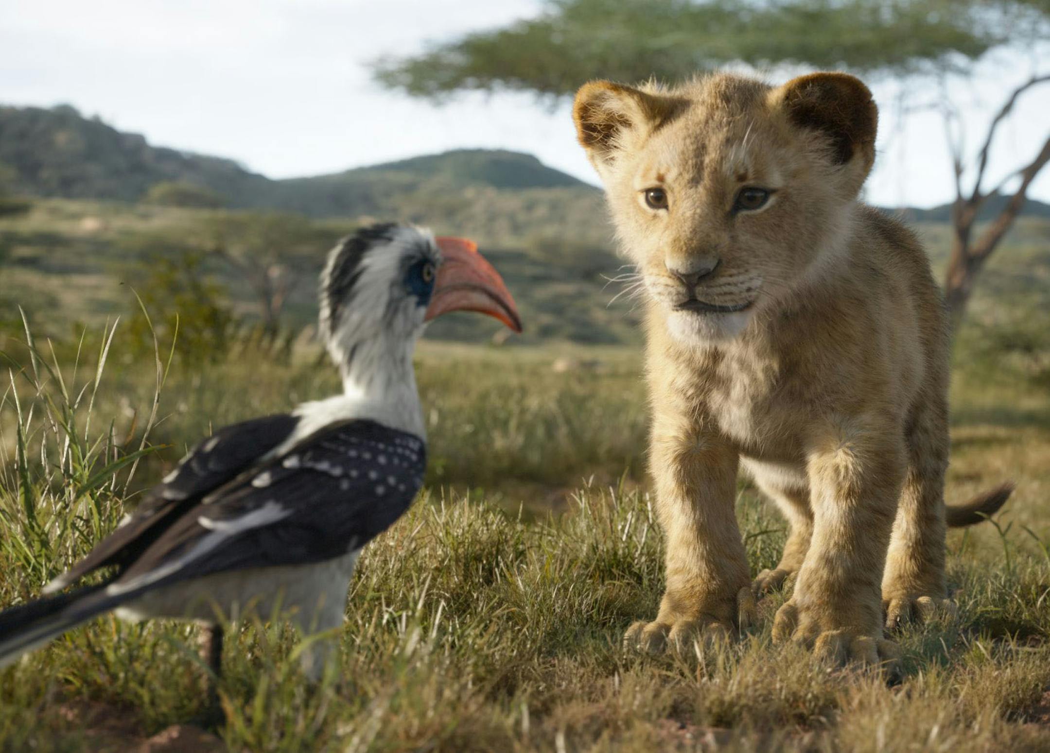 THE LION KING - Featuring the voices of John Oliver as Zazu, and JD McCrary as Young Simba, Disney’s “The Lion King” is directed by Jon Favreau. In theaters July 29, 2019...© 2019 Disney Enterprises, Inc. All Rights Reserved.
