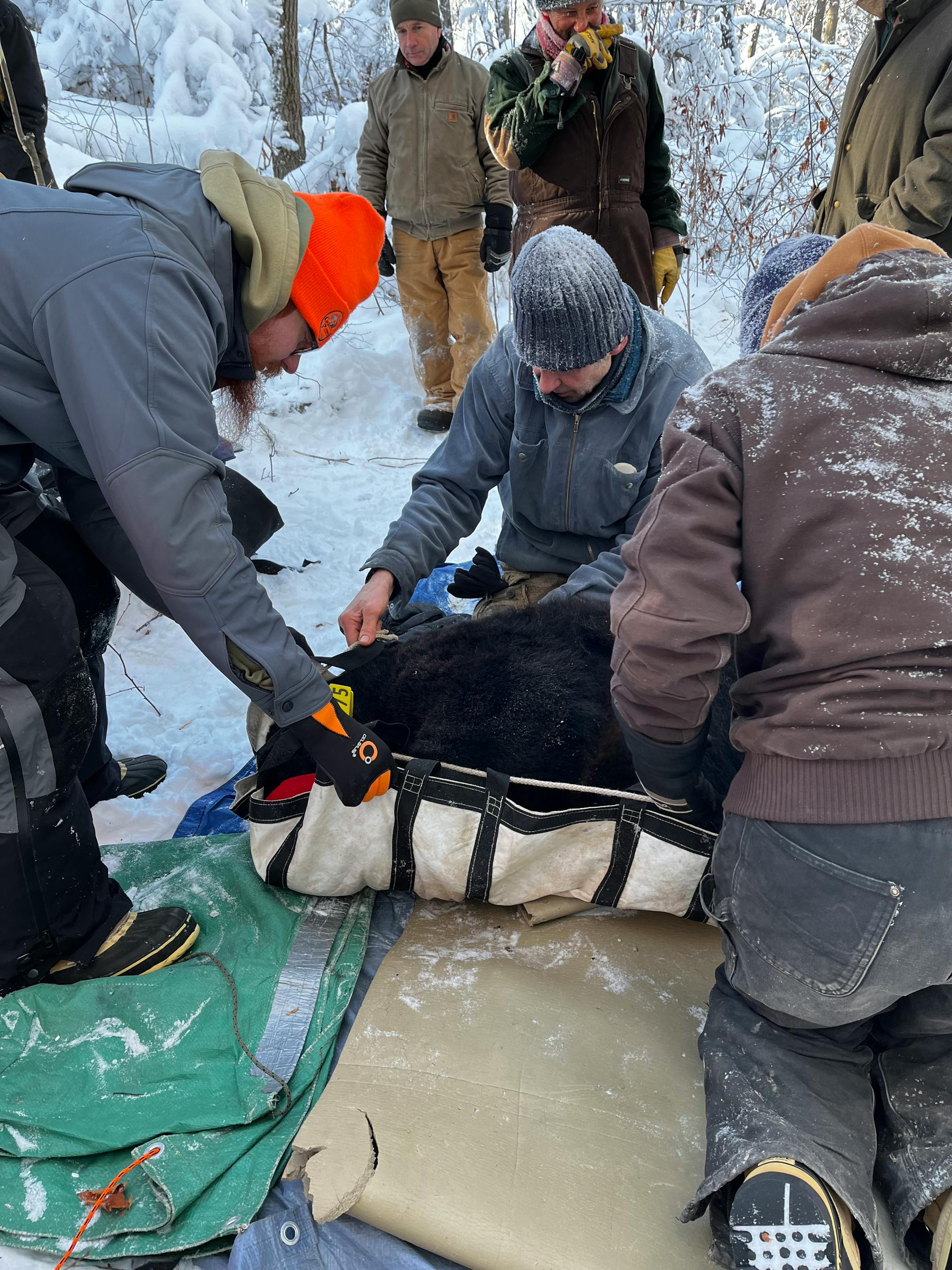 Paul Iaizzo, a University of Minnesota researcher, and his team are weighing a black bear. The bear has a Medtronic heart monitor, which helps Iaizzo with his research on how the bears' behaviors can help human medicine. Provided by University of Minnesota