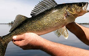 Anderson: These 10 Minnesota lakes will get you hooked on walleye fishing