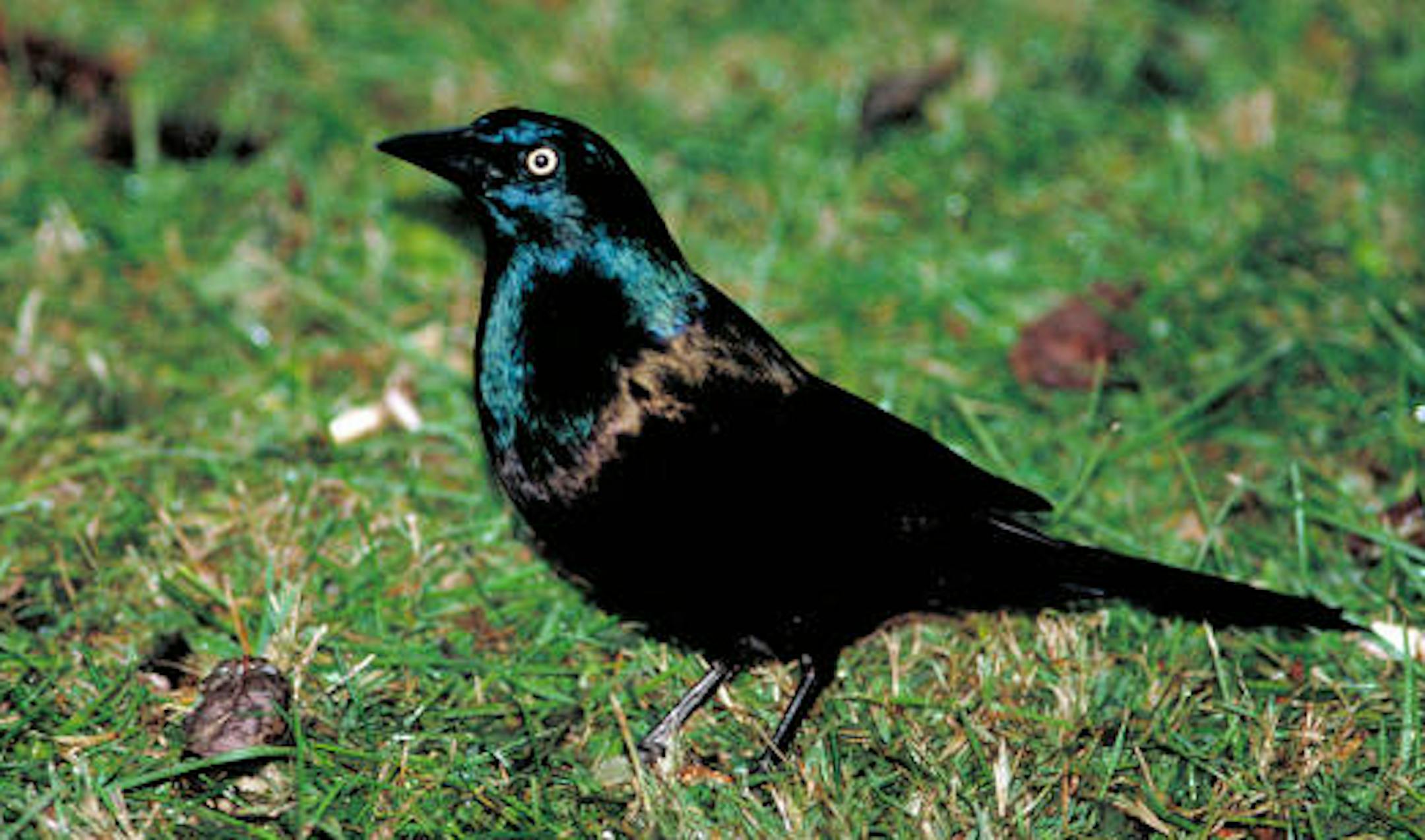 Common grackle