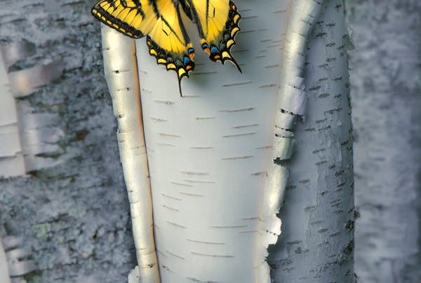 Swallowtail butterfly on birch tree.