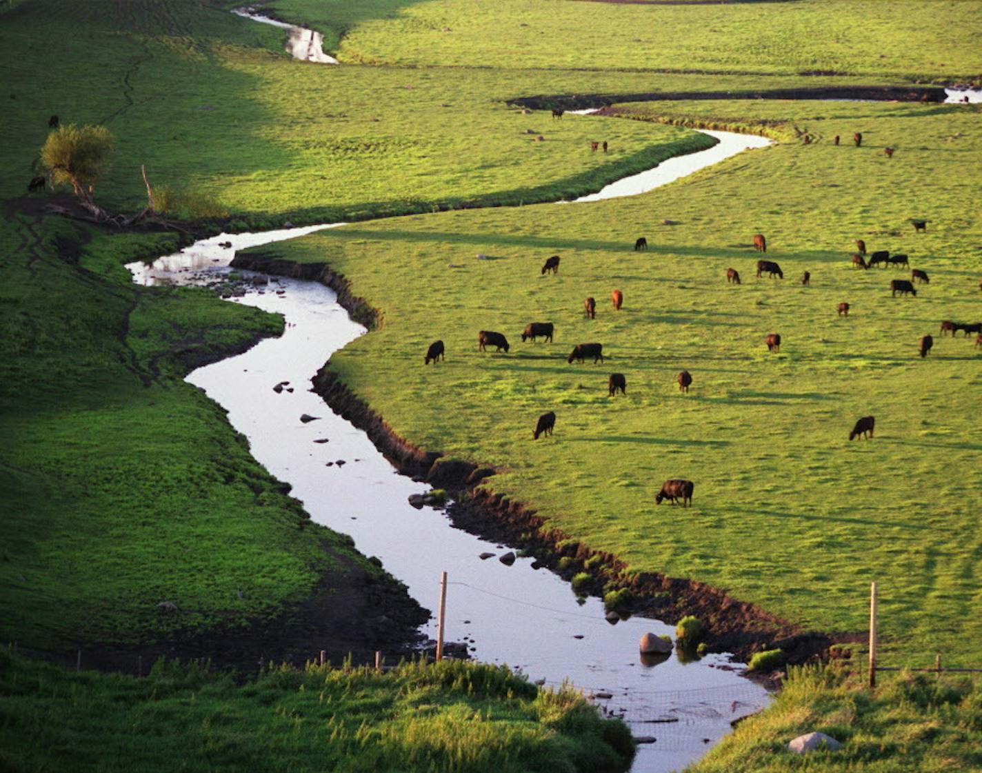 Agriculture: Cattle graze along Beaver Creek on this farm north of Redwood Falls. Just a few miles downstream, children are swimming in the water.